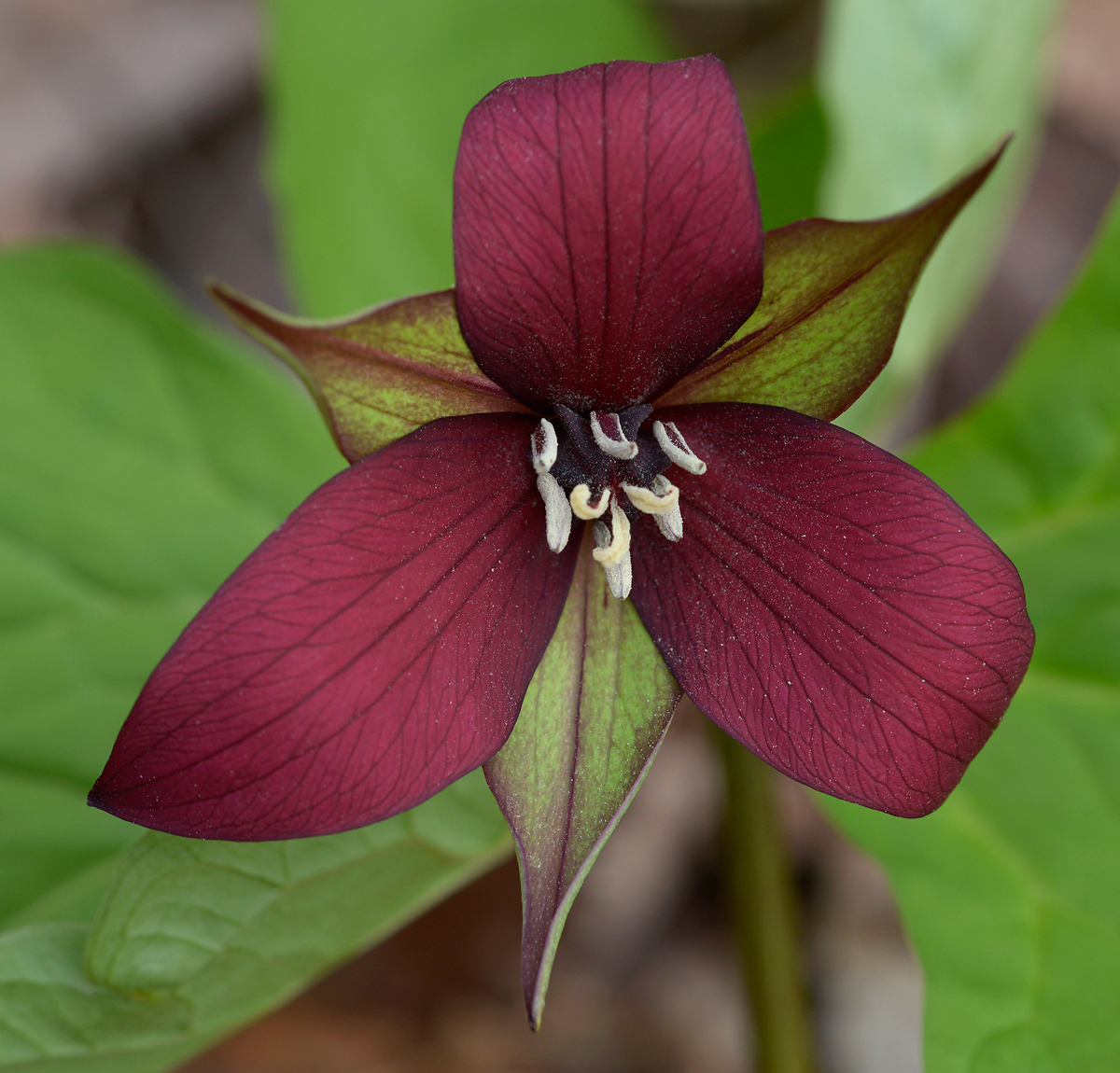   Red      Trillium