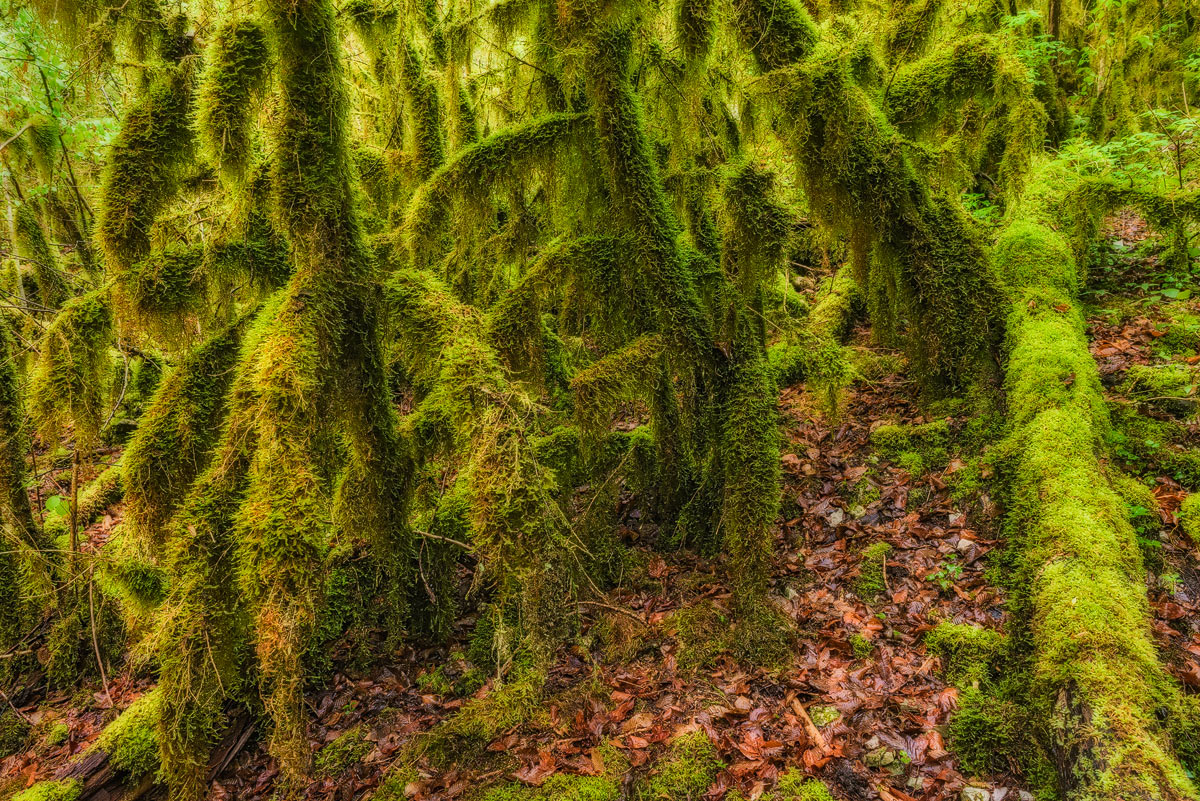 Forêt des Fees
