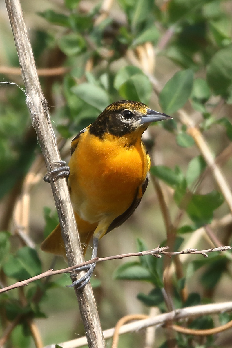 Baltimore oriole