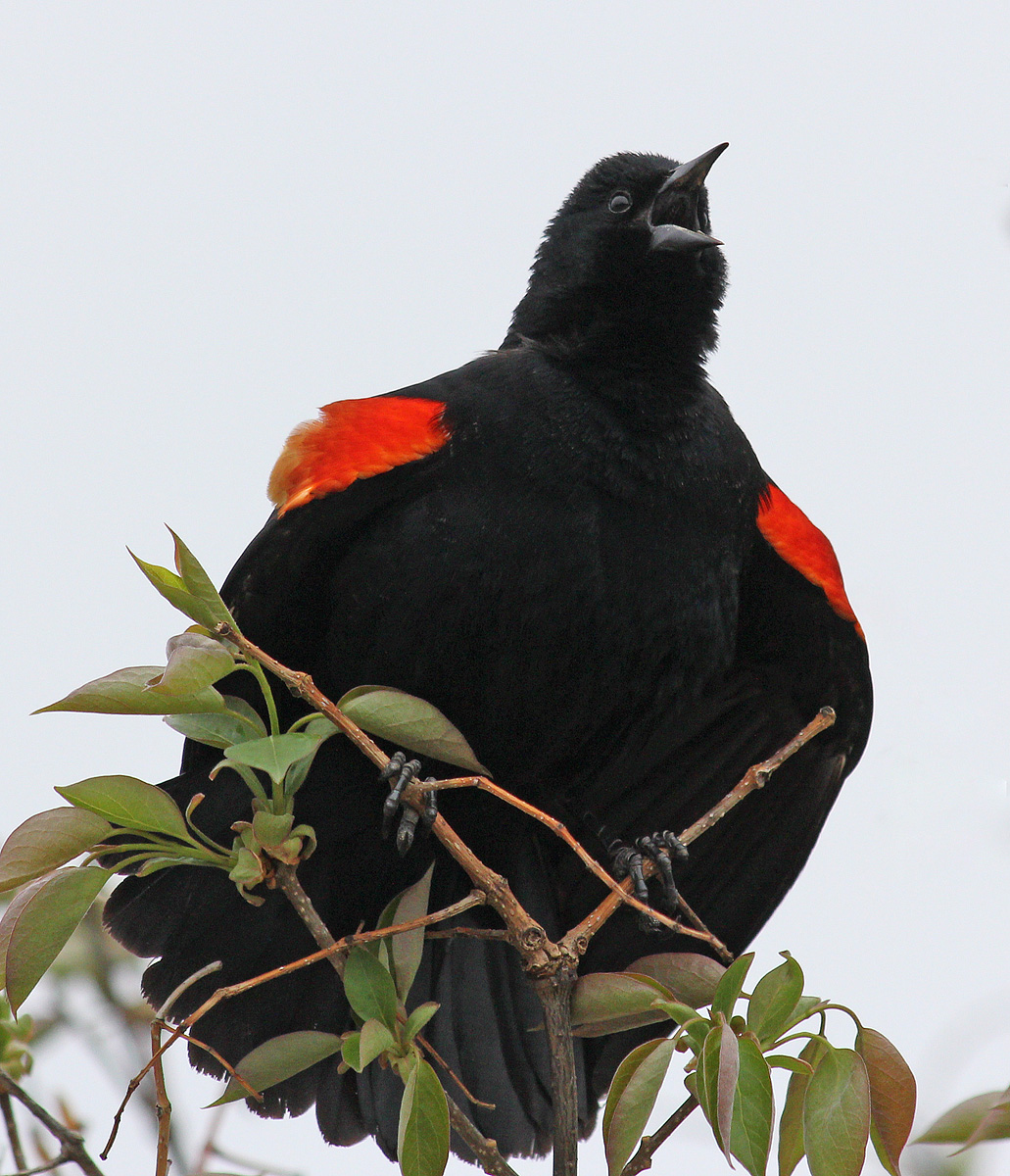 Redwing Blackbird