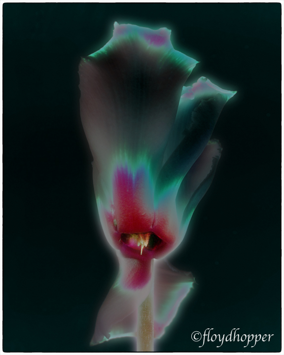 Electric  Cyclamen