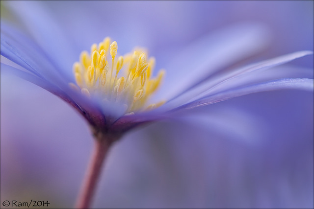 Anemone blanda