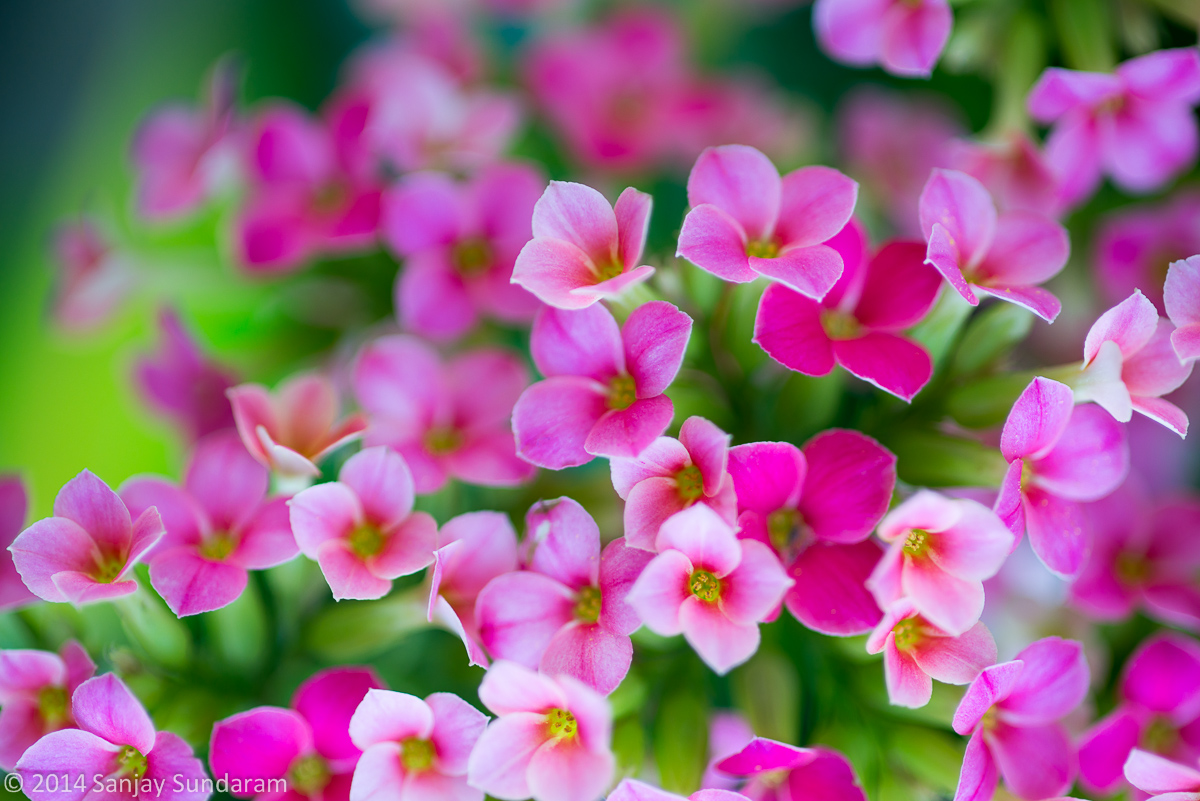 Pink Kalanchoe