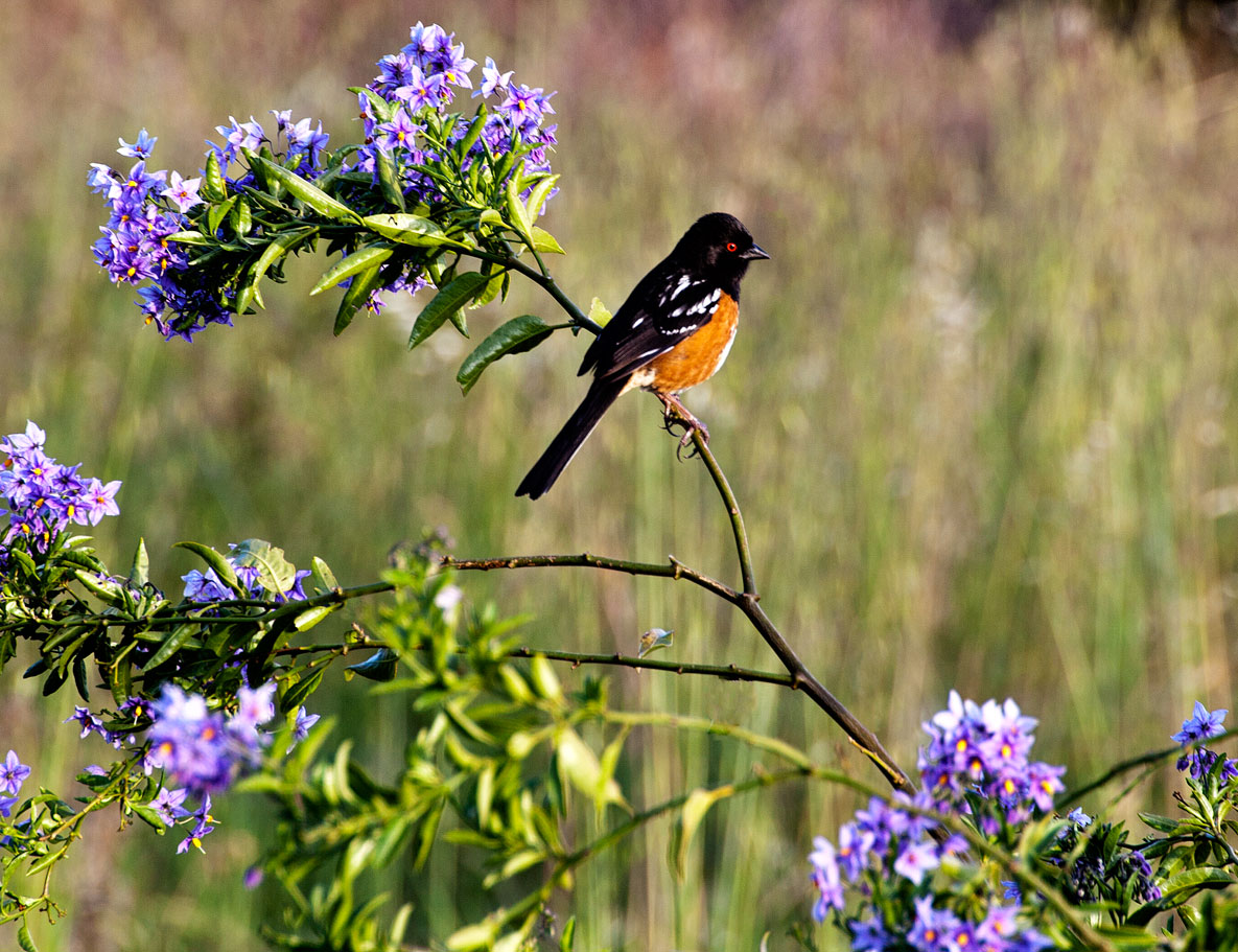 Towhee?