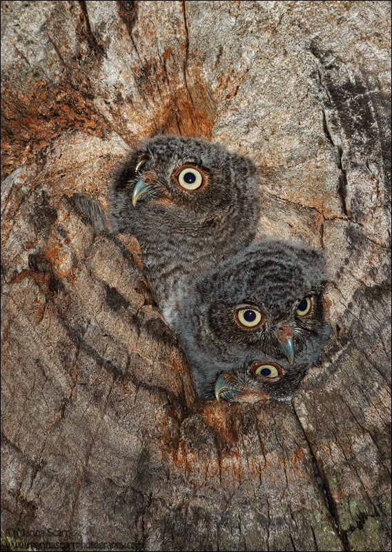 3 is a Crowd - Owlets