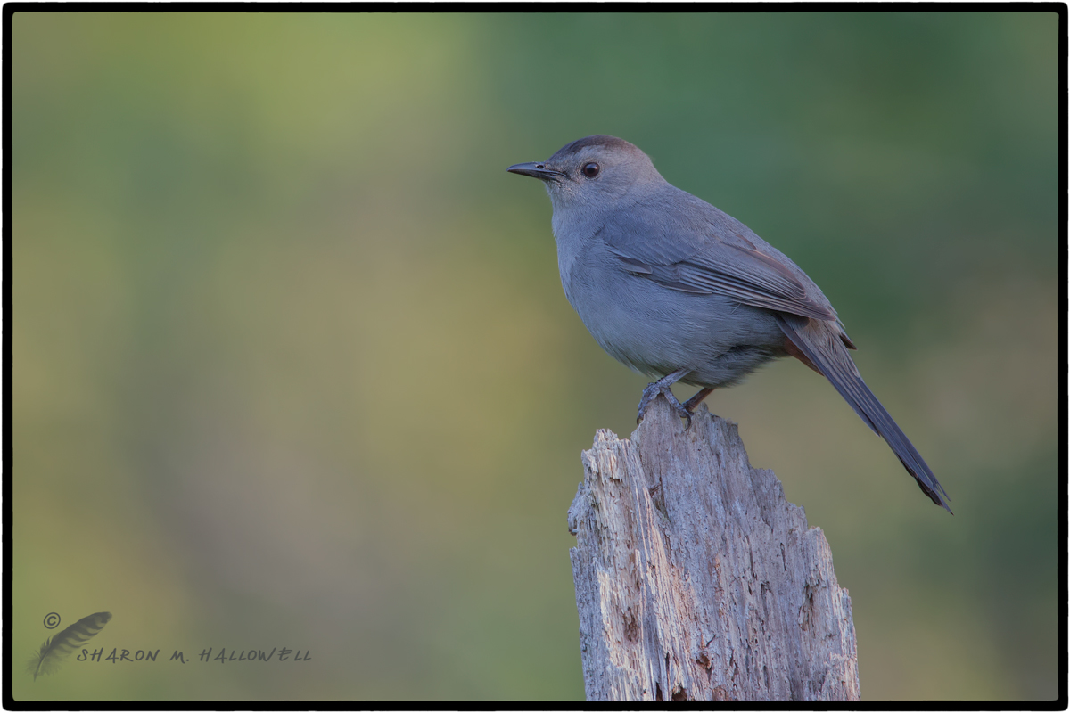 Catbird