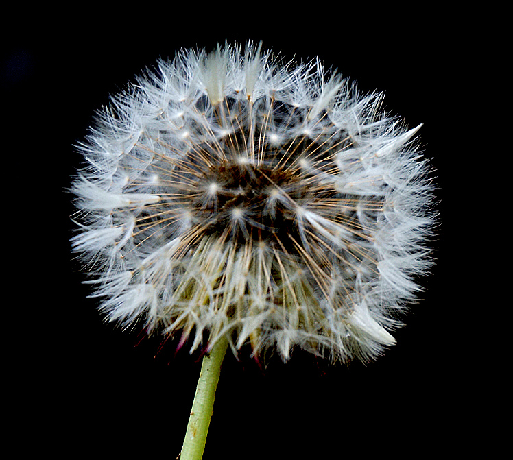 Spring Fireworks  WC 634