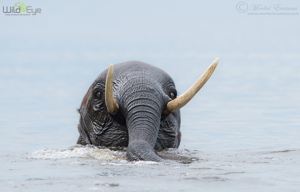 African Walrus