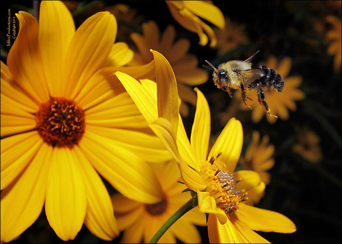 Flying with Sun Flowers