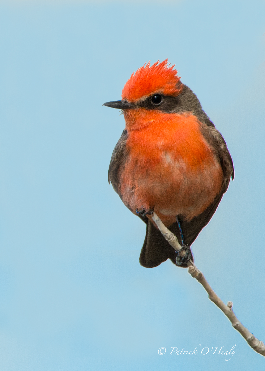 Vermillion Flycatcher