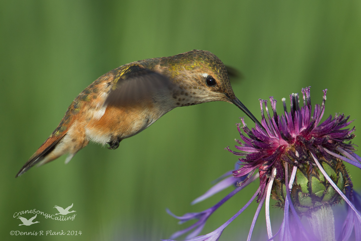Rufous Hummingbird