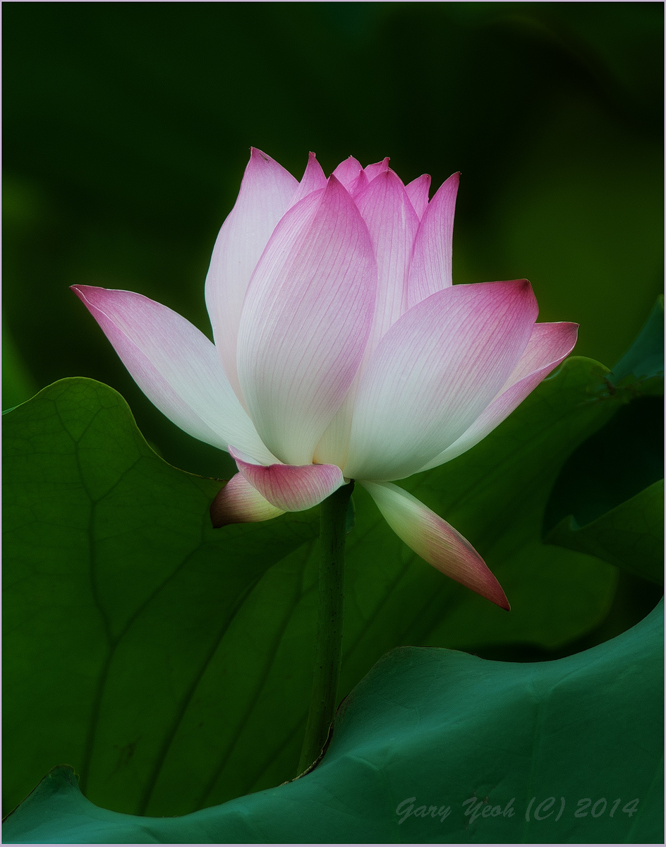 Lotus