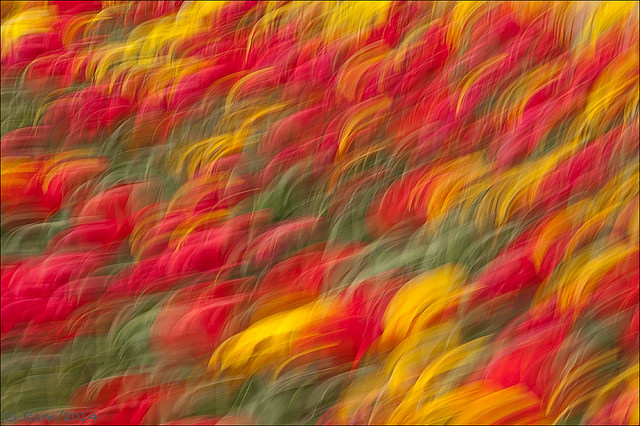 Tulips Panned