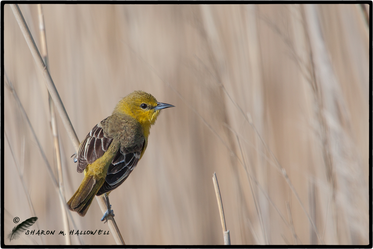 Orchard Oriole