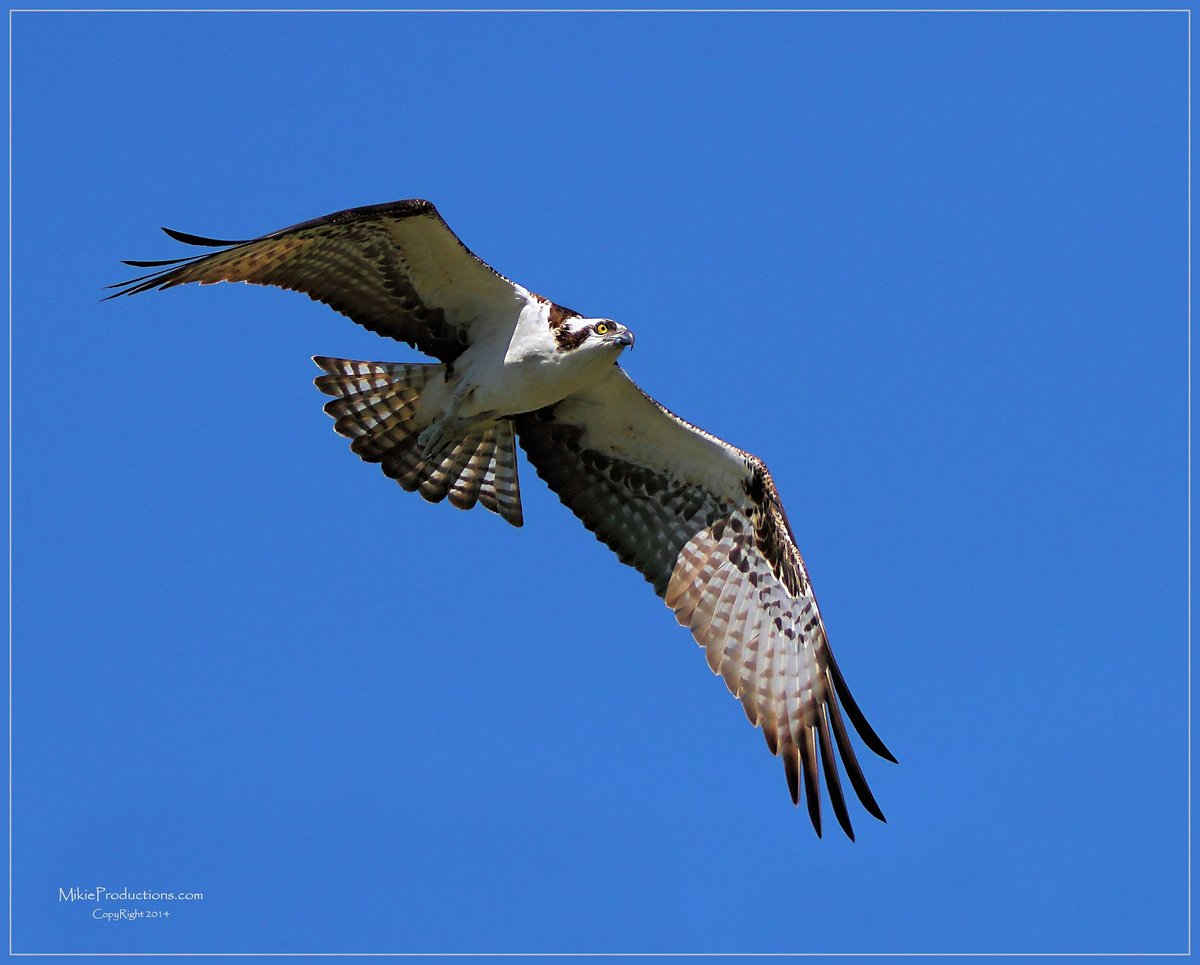 Osprey 
