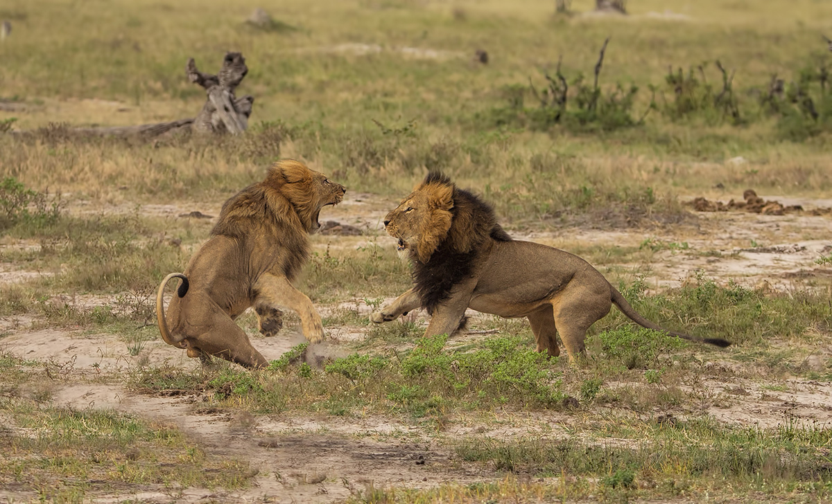 Lion Scrap 2