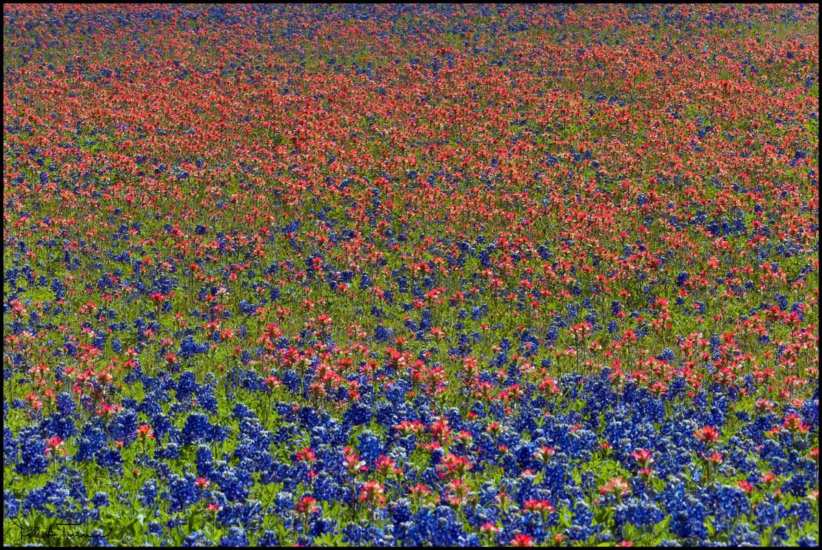 Bluebonnet Painting