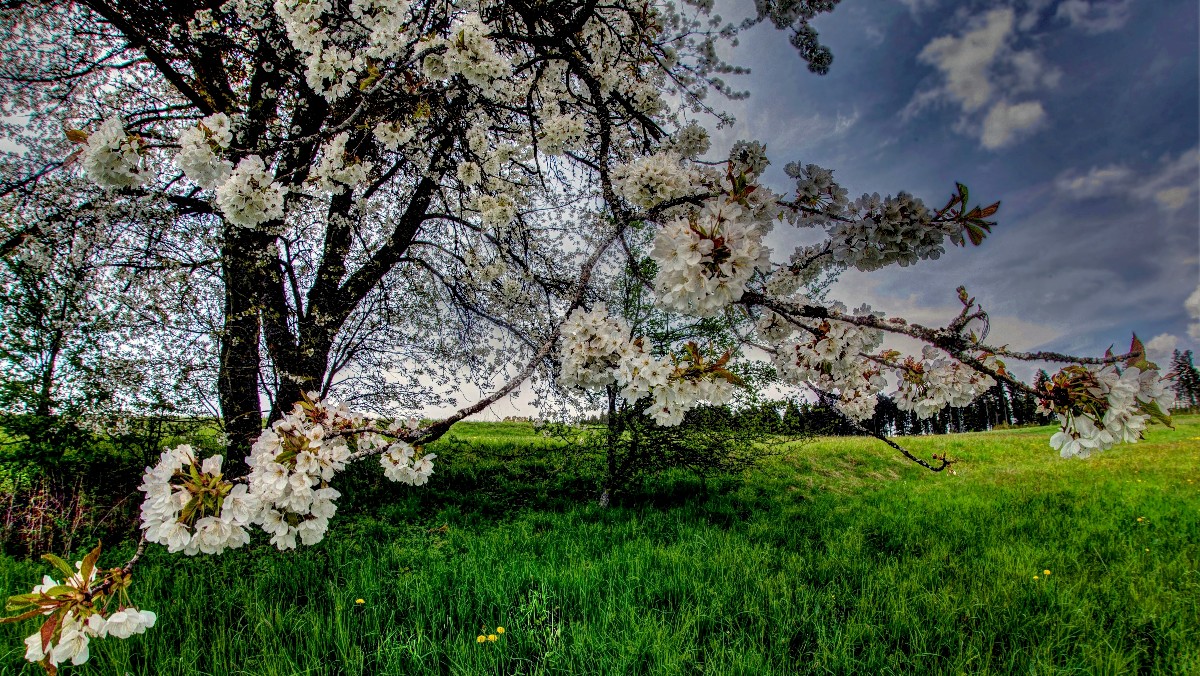 Flowering Tree