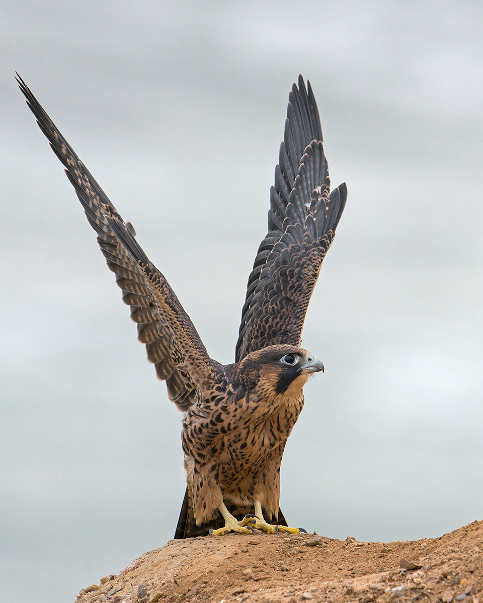 Peregrine