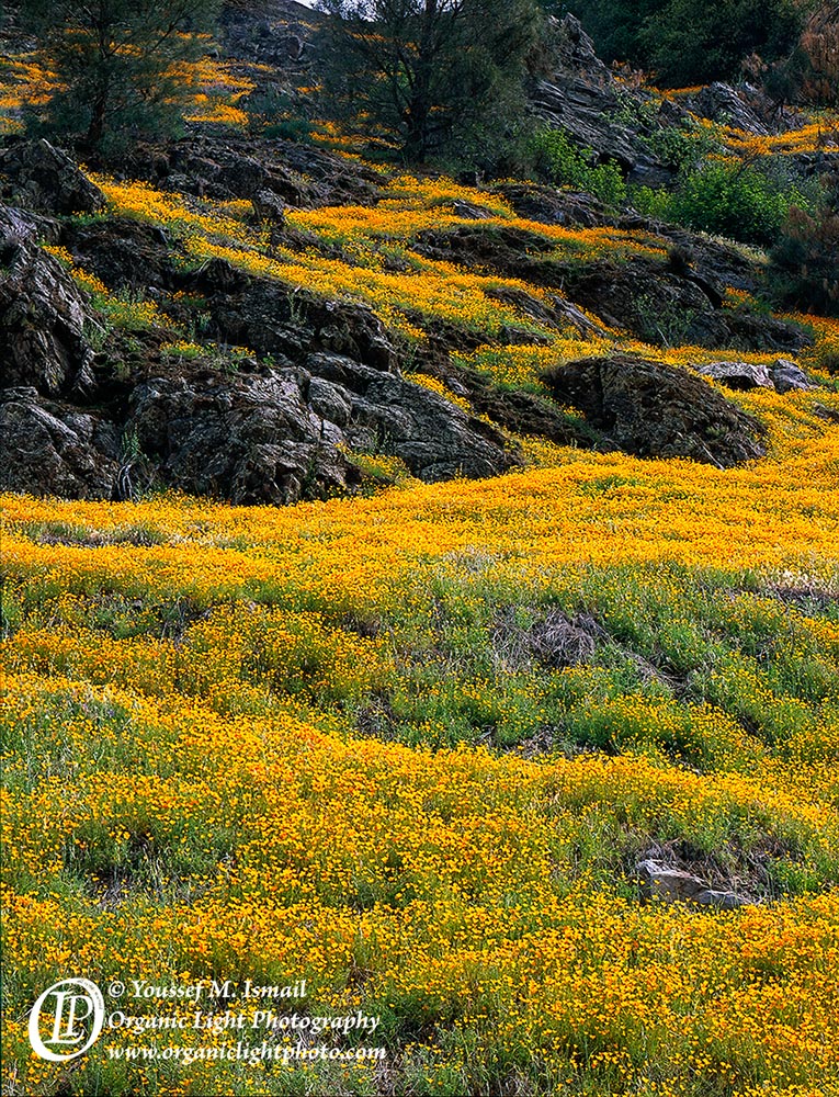 Flower Cascade + Repost