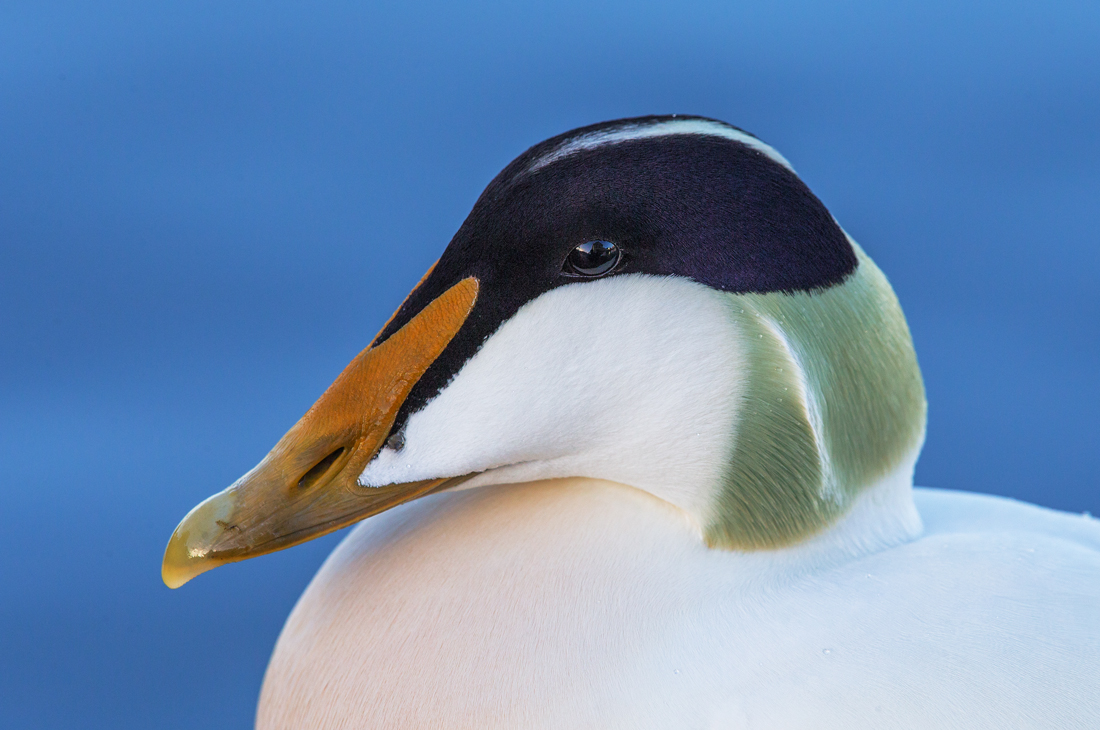 Eider