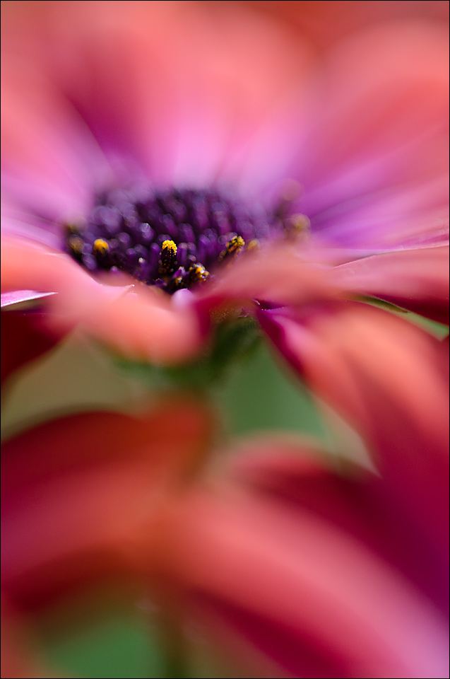 Osteospermum 3