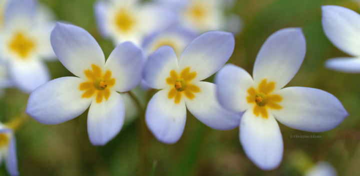 Bluets