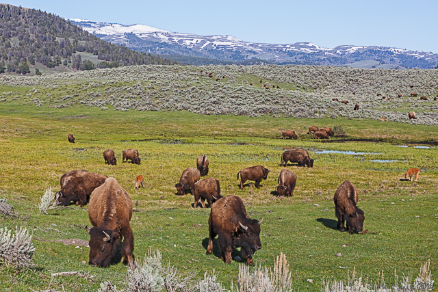 Bison Spring