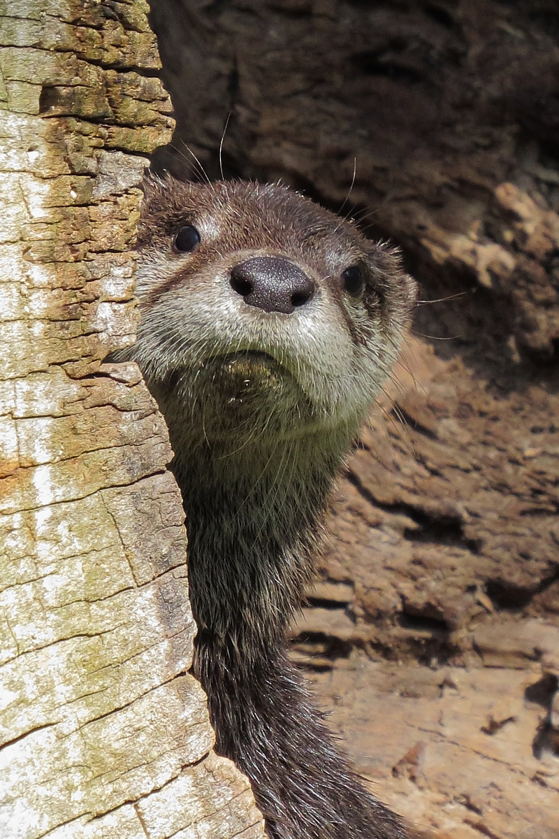 NA river otter