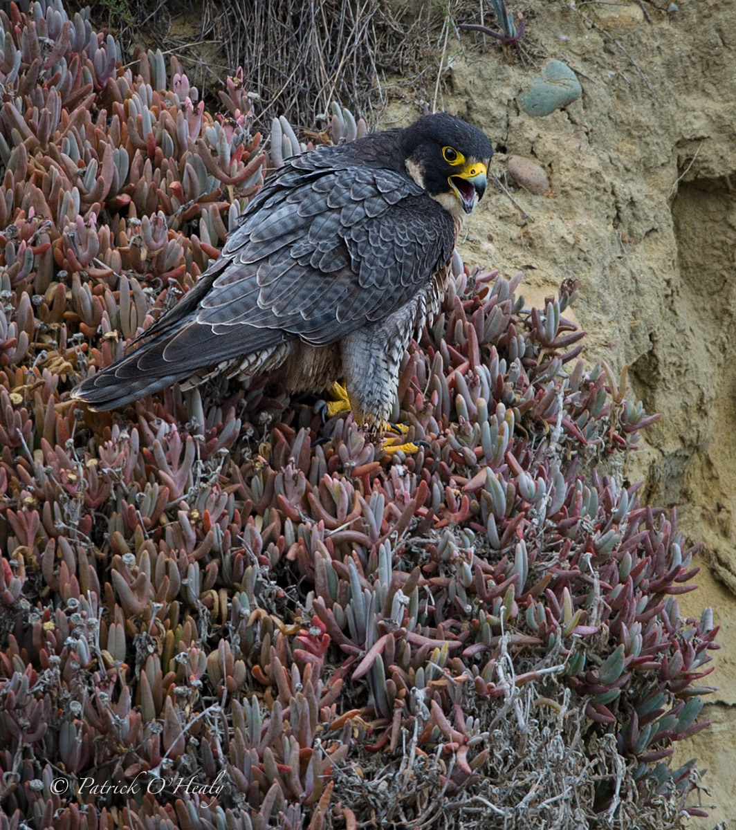 Perigrine Falcon