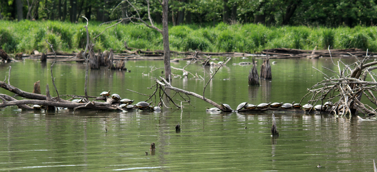 Flock of turtles
