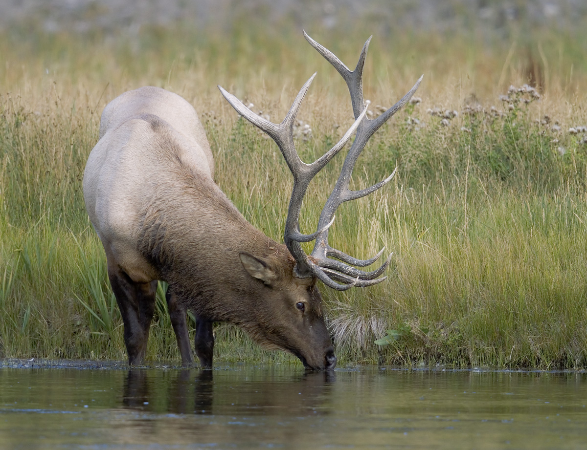Madison River Bull