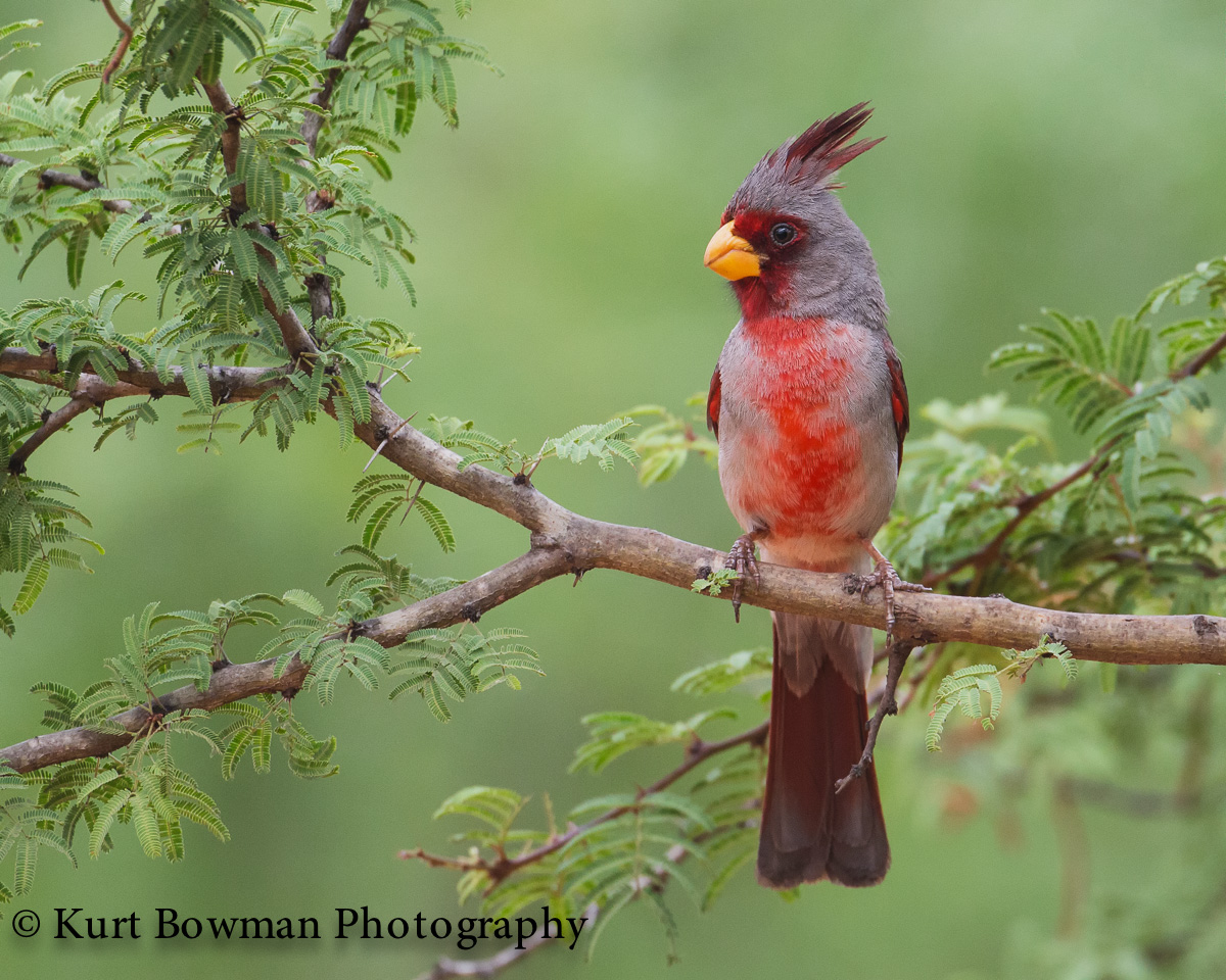 Pyrrhuloxia
