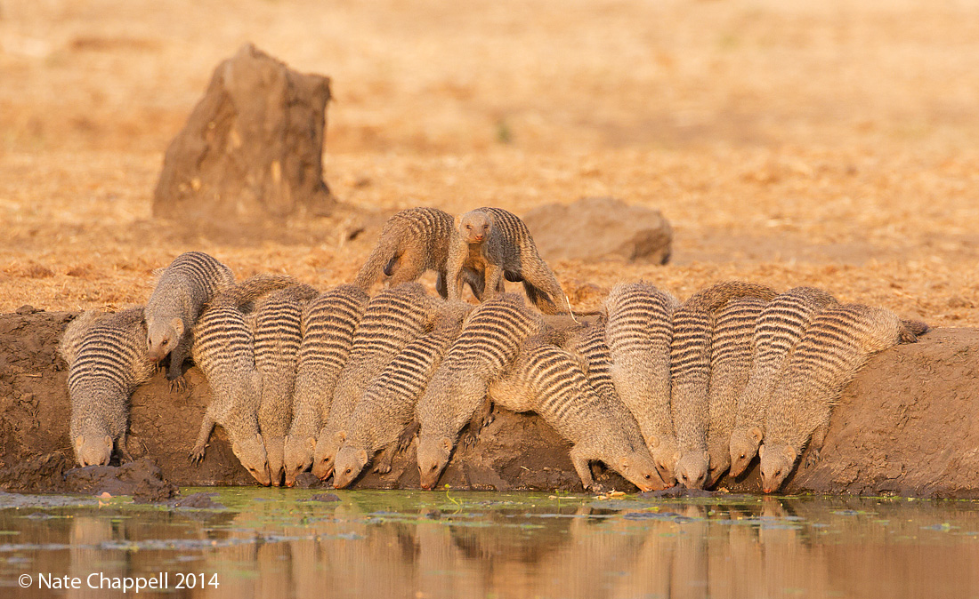 Banded Mongooses