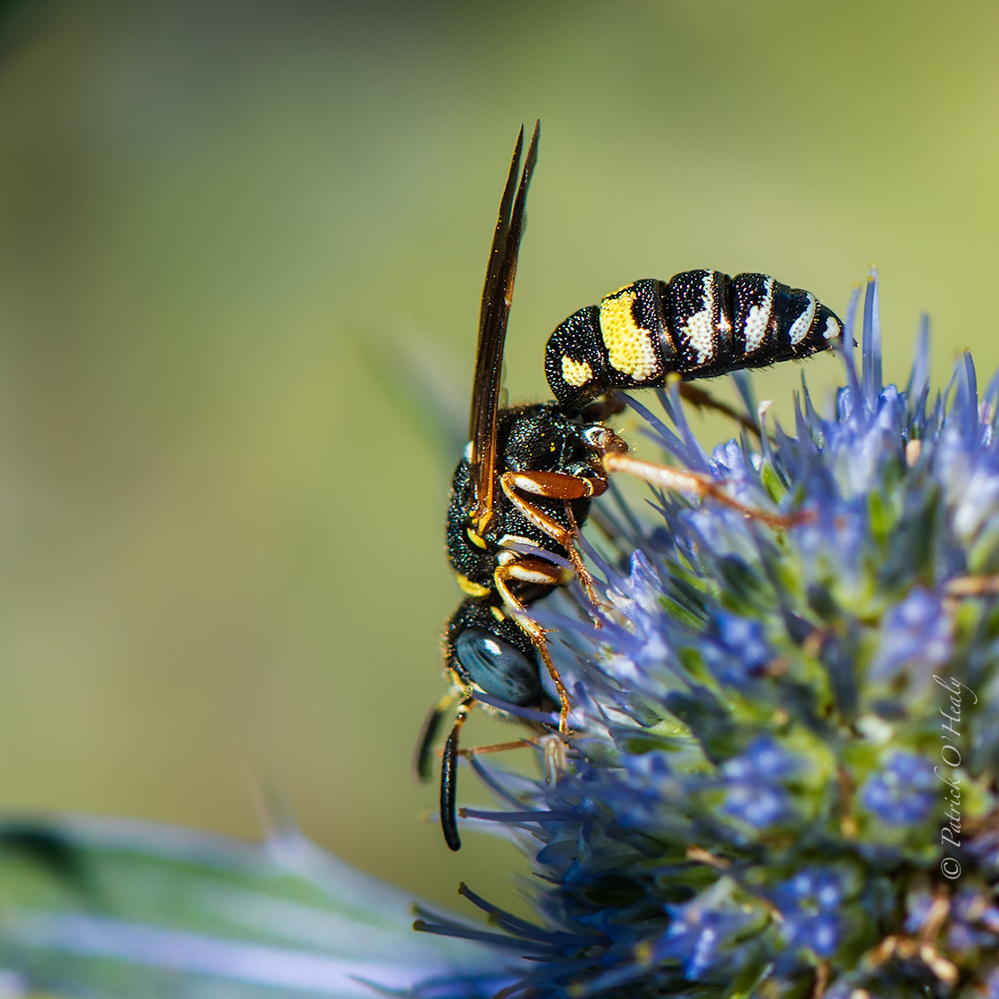 Wasp