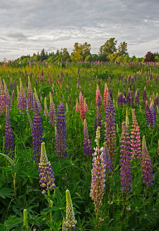 Gloomy Lupines + Crops