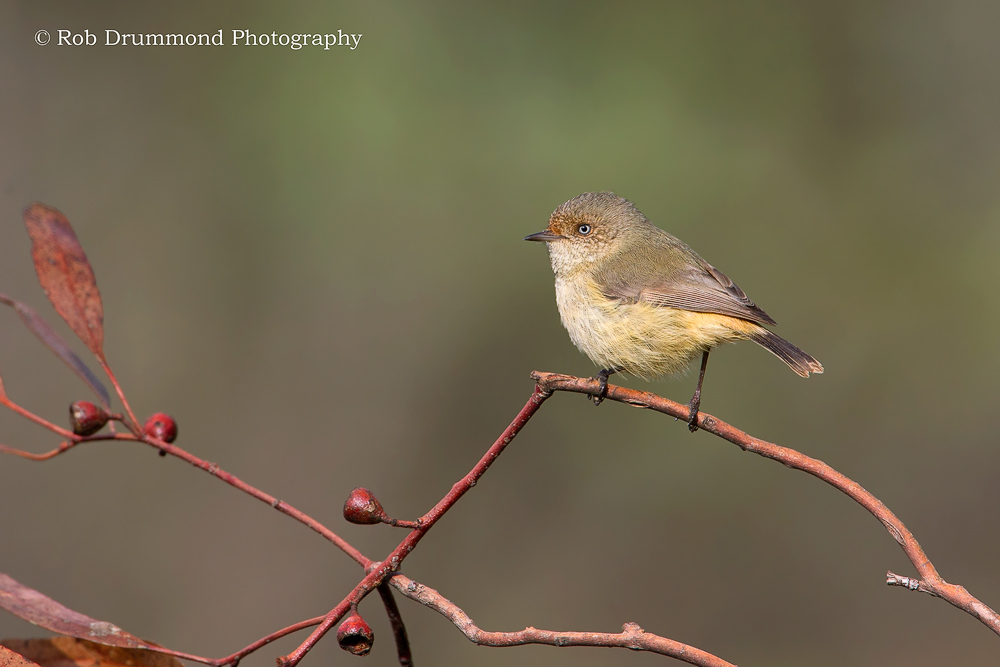 Buff-rumped Thornbill