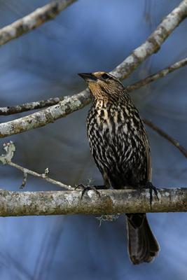 Red-Winged Blackbird