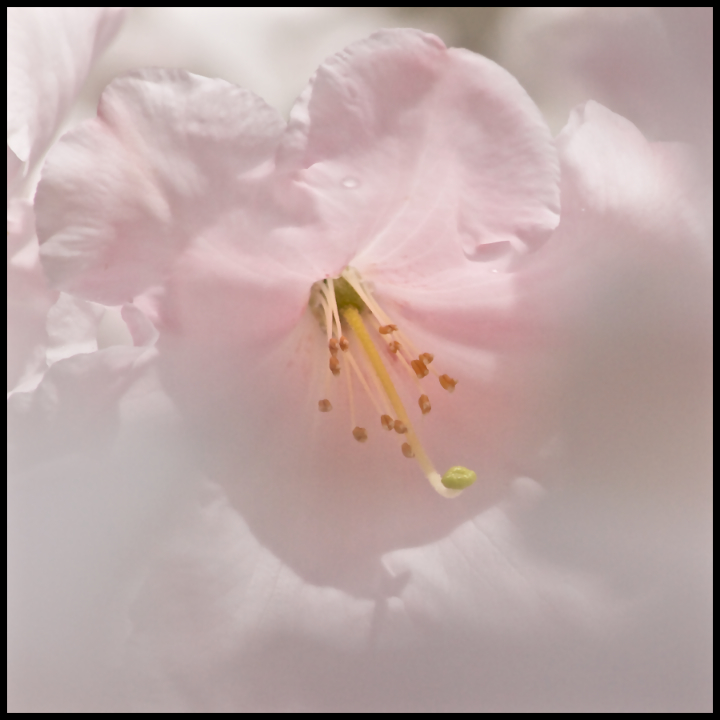 Full Bloom
