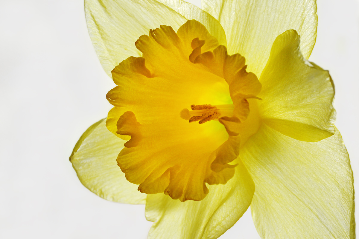 backlit  Daffodil