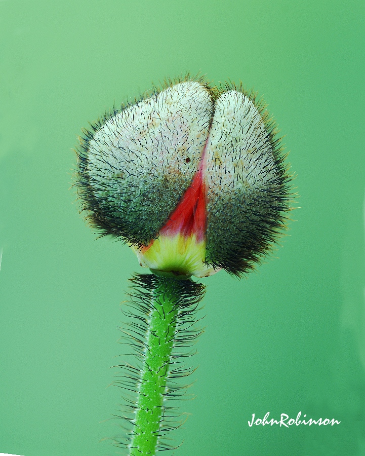 Poppy Popping
