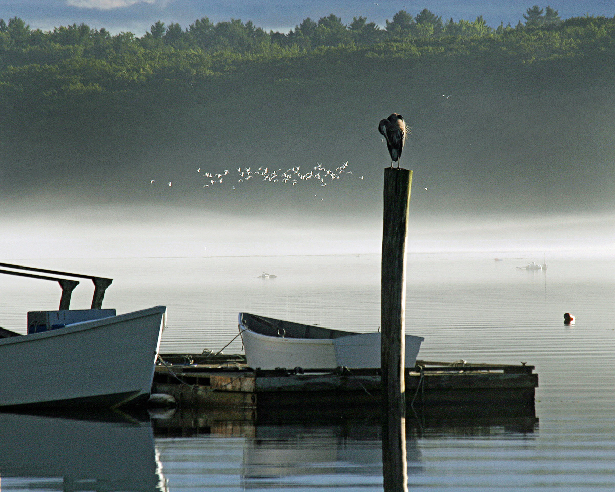 Great Blue in a Fog