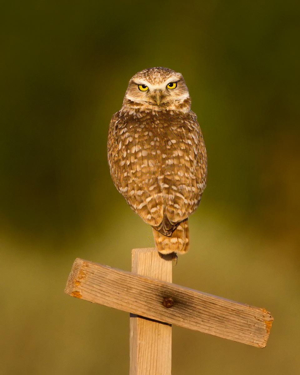 Burrowing Owl