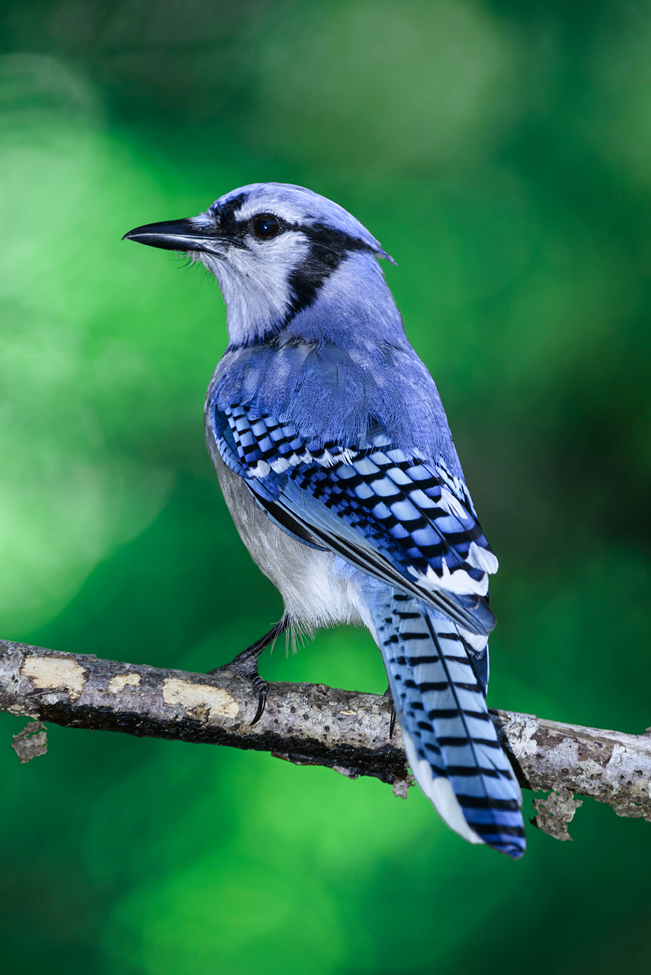 Blue Jay