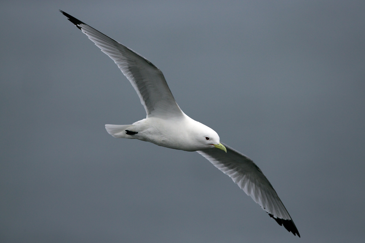 Black-legged Kittiwake
