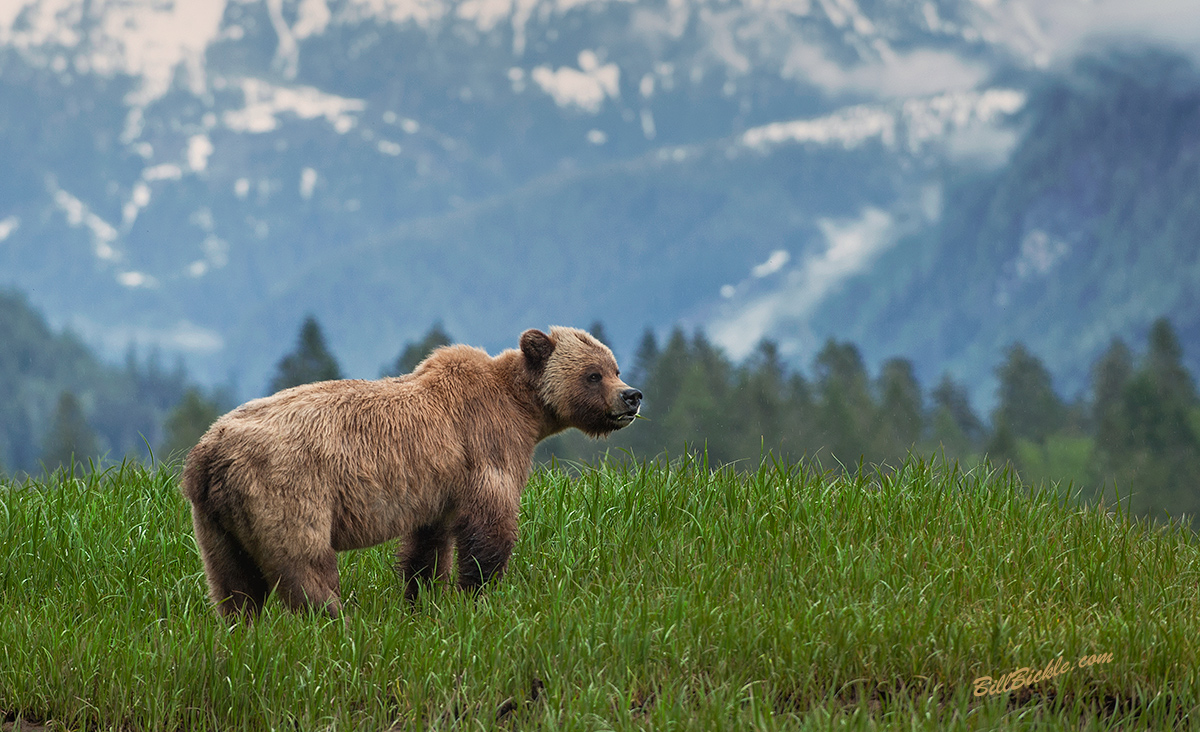 Khutzeymateen Grizzly 