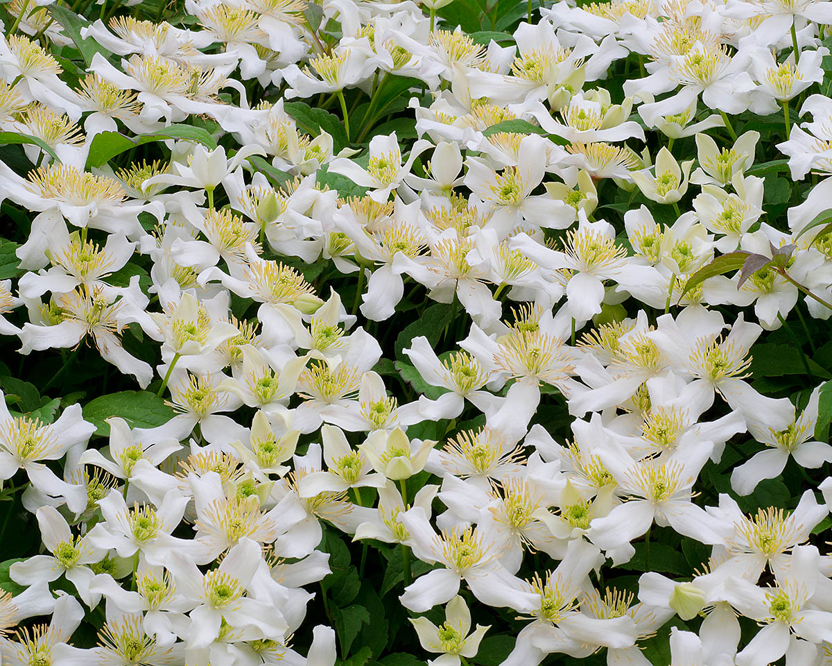 White Wisteria