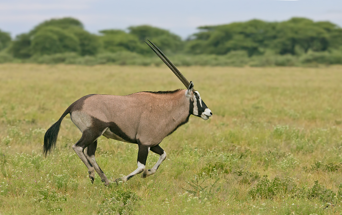 Running Oryx