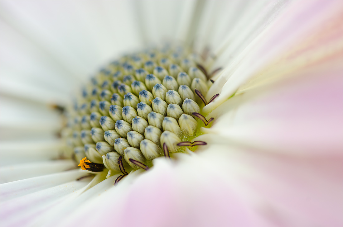Osteospermum 4