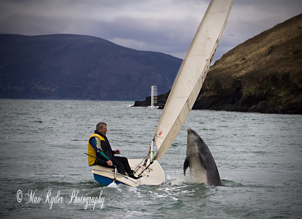 Wild Dolphin